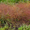 Eragrostis spectabilis Purple Love Grass