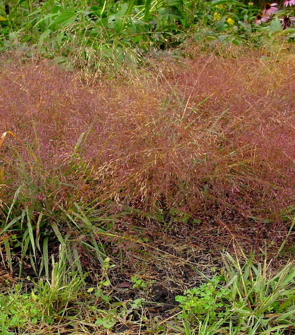 Eragrostis spectabilis Purple Love Grass