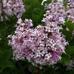 Syringa patula Miss Kim Miss Kim Lilac