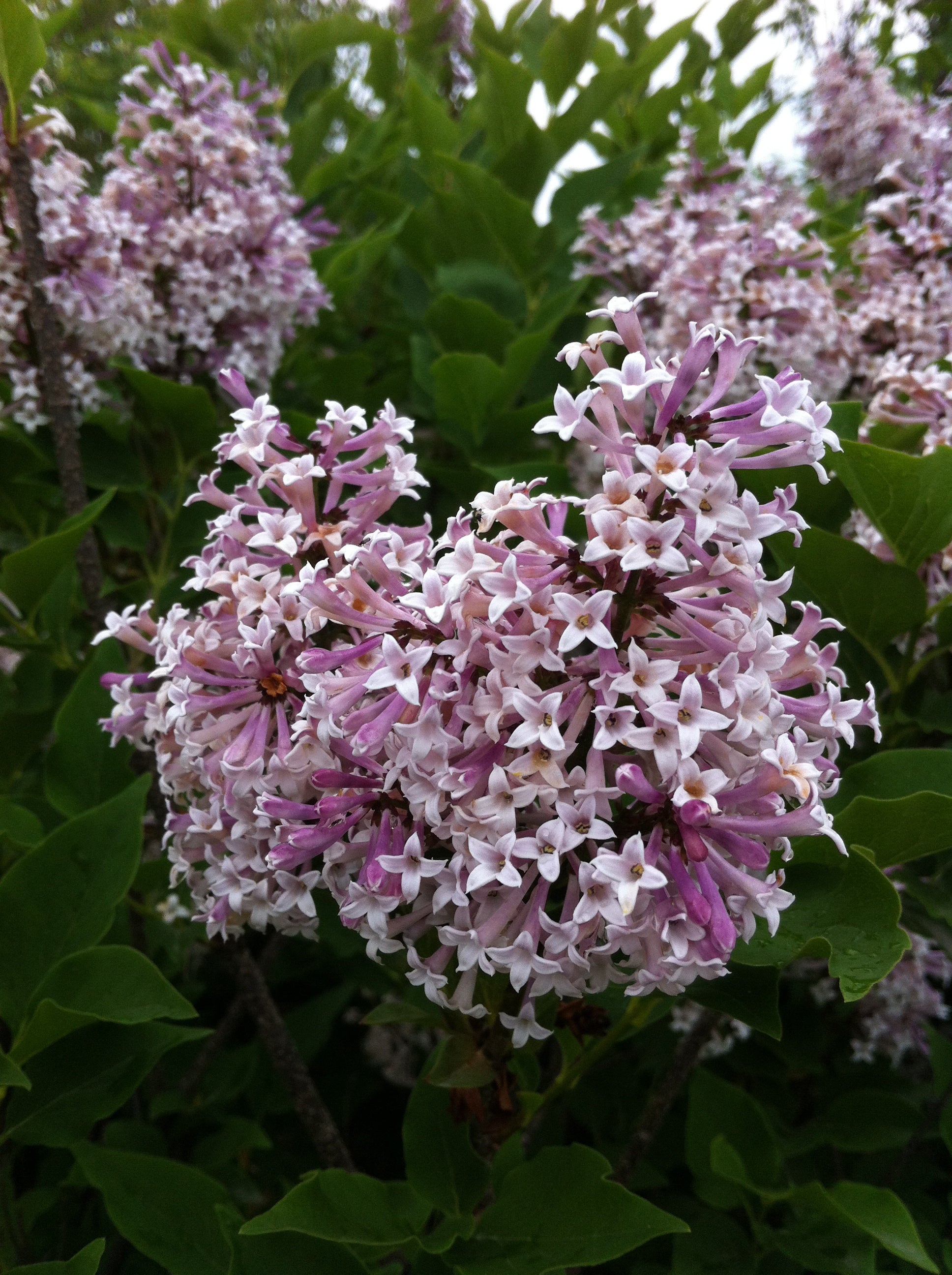 Syringa patula Miss Kim Miss Kim Lilac