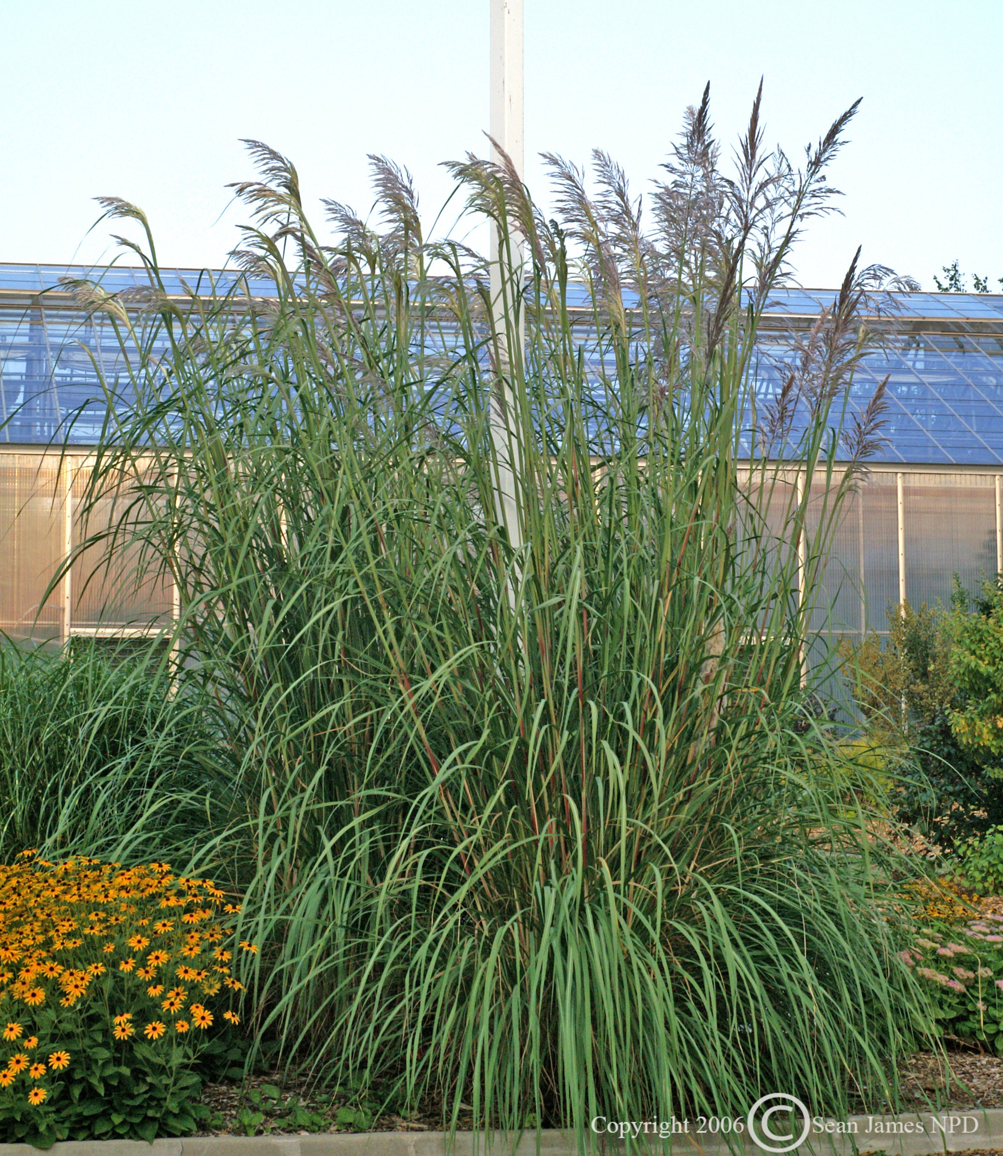 Erianthus ravennae Plume Grass