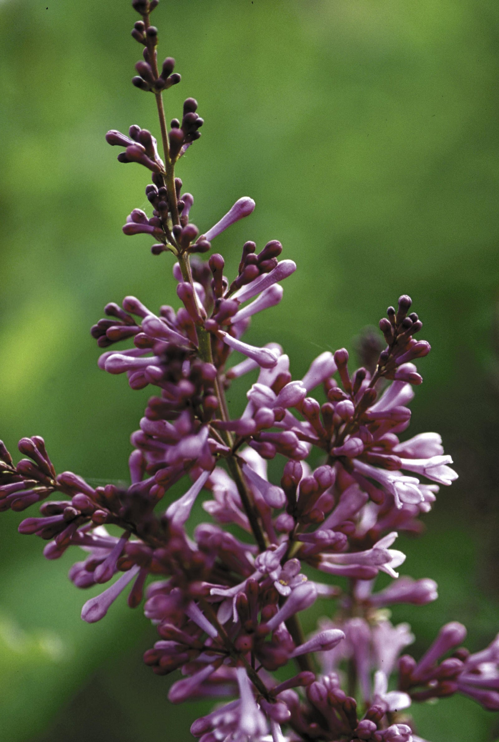 Syringa x prestoniae Donald Wyman Donald Wyman Lilac