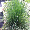 Festuca glauca Blue Fescue