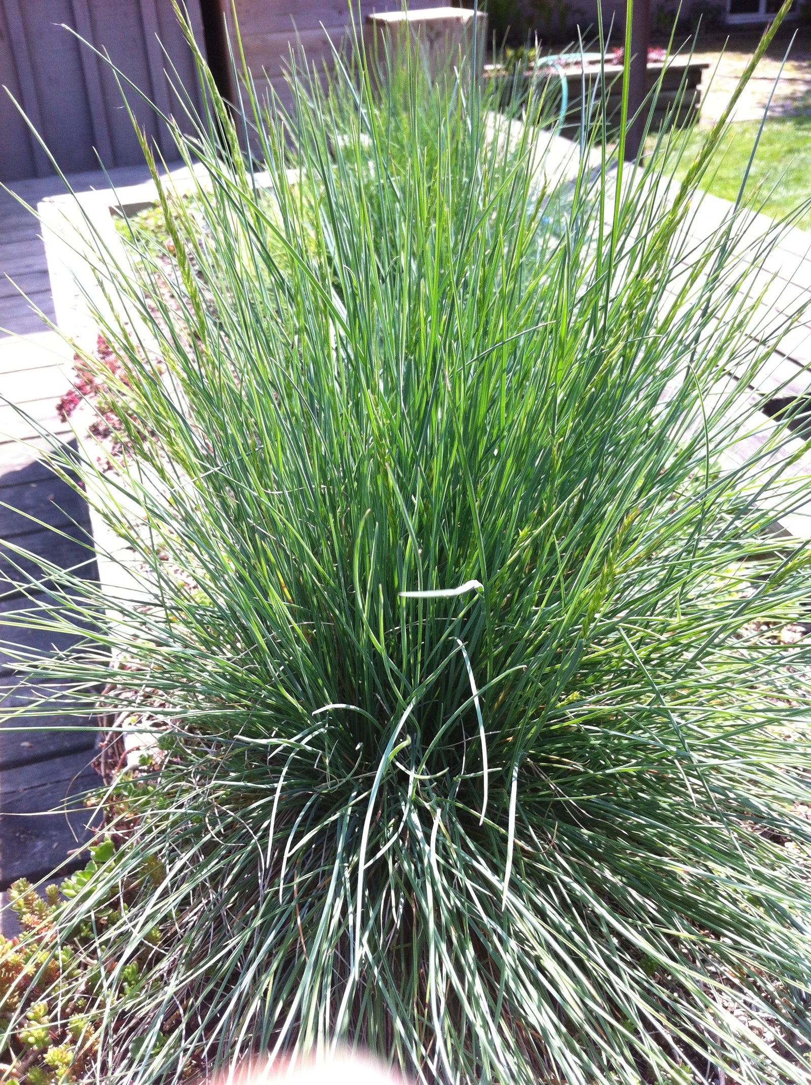 Festuca glauca Blue Fescue