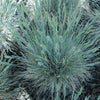 Festuca glauca Boulder Blue Boulder Blue Fescue