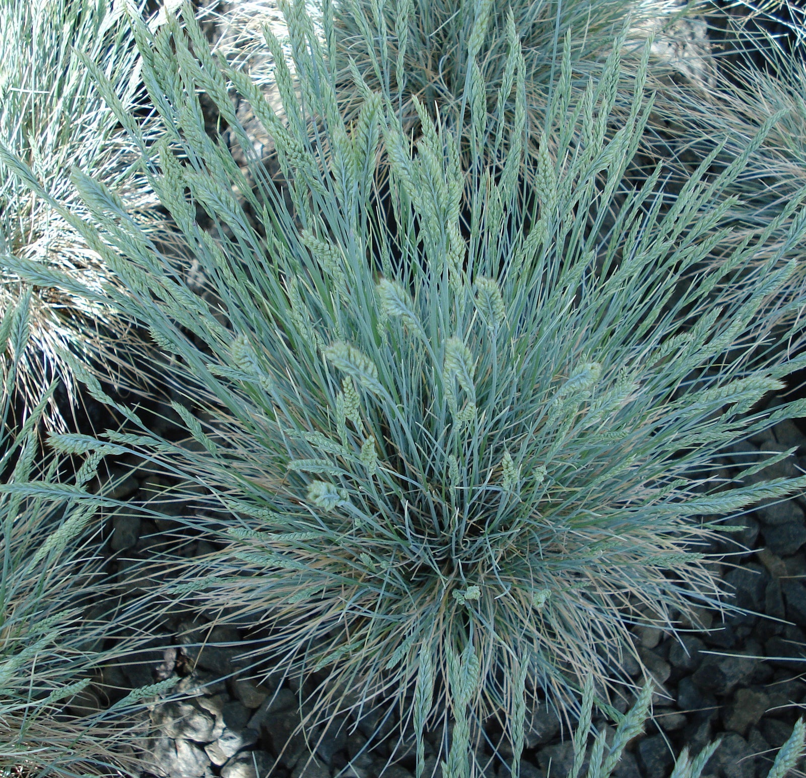 Festuca glauca Boulder Blue Boulder Blue Fescue