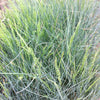 Festuca glauca Pepindale Blue Pepindale Blue Fescue