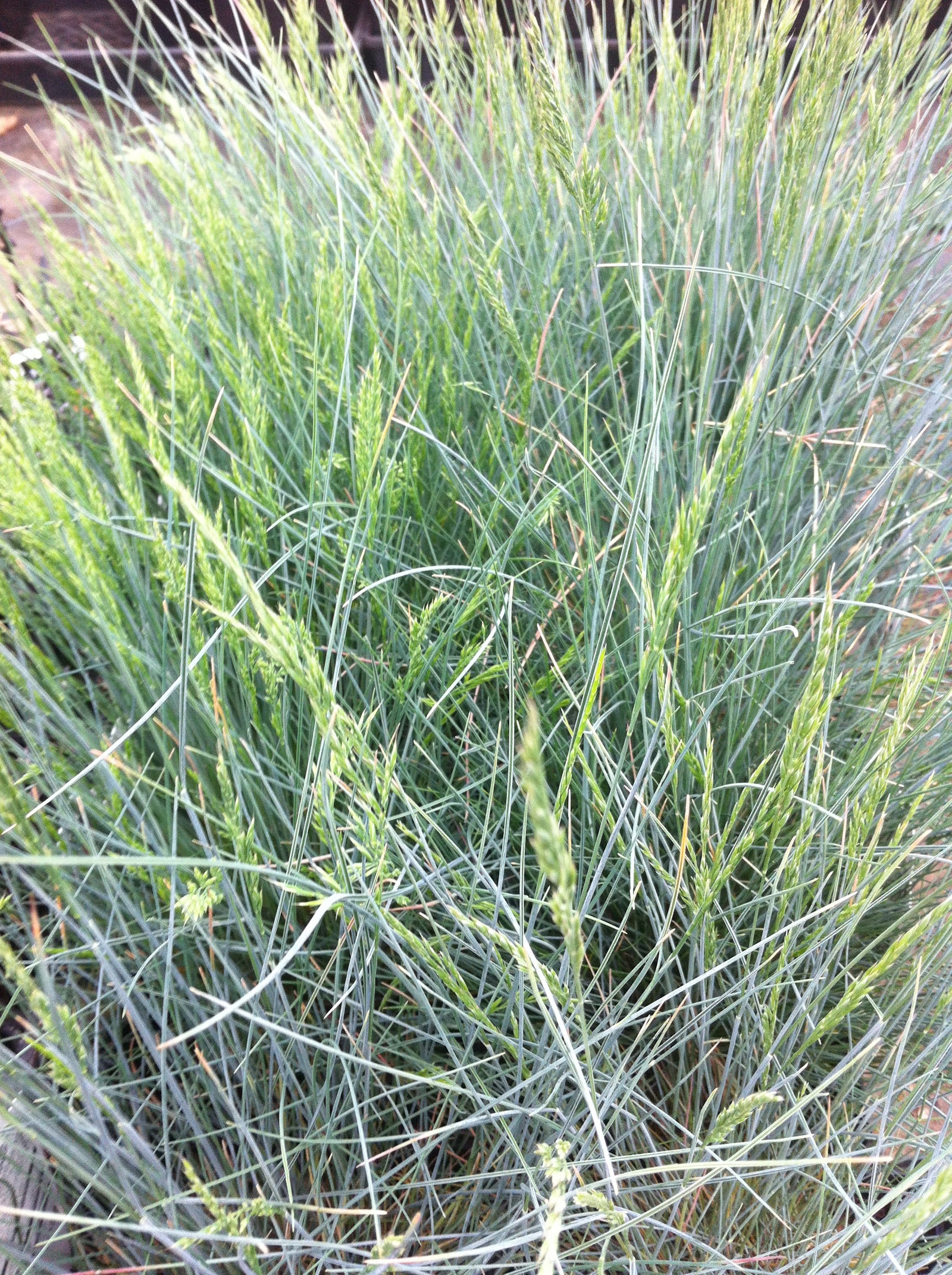 Festuca glauca Pepindale Blue Pepindale Blue Fescue