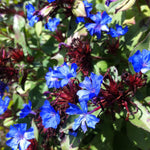 Ceratostigma plumbaginoides Leadwort