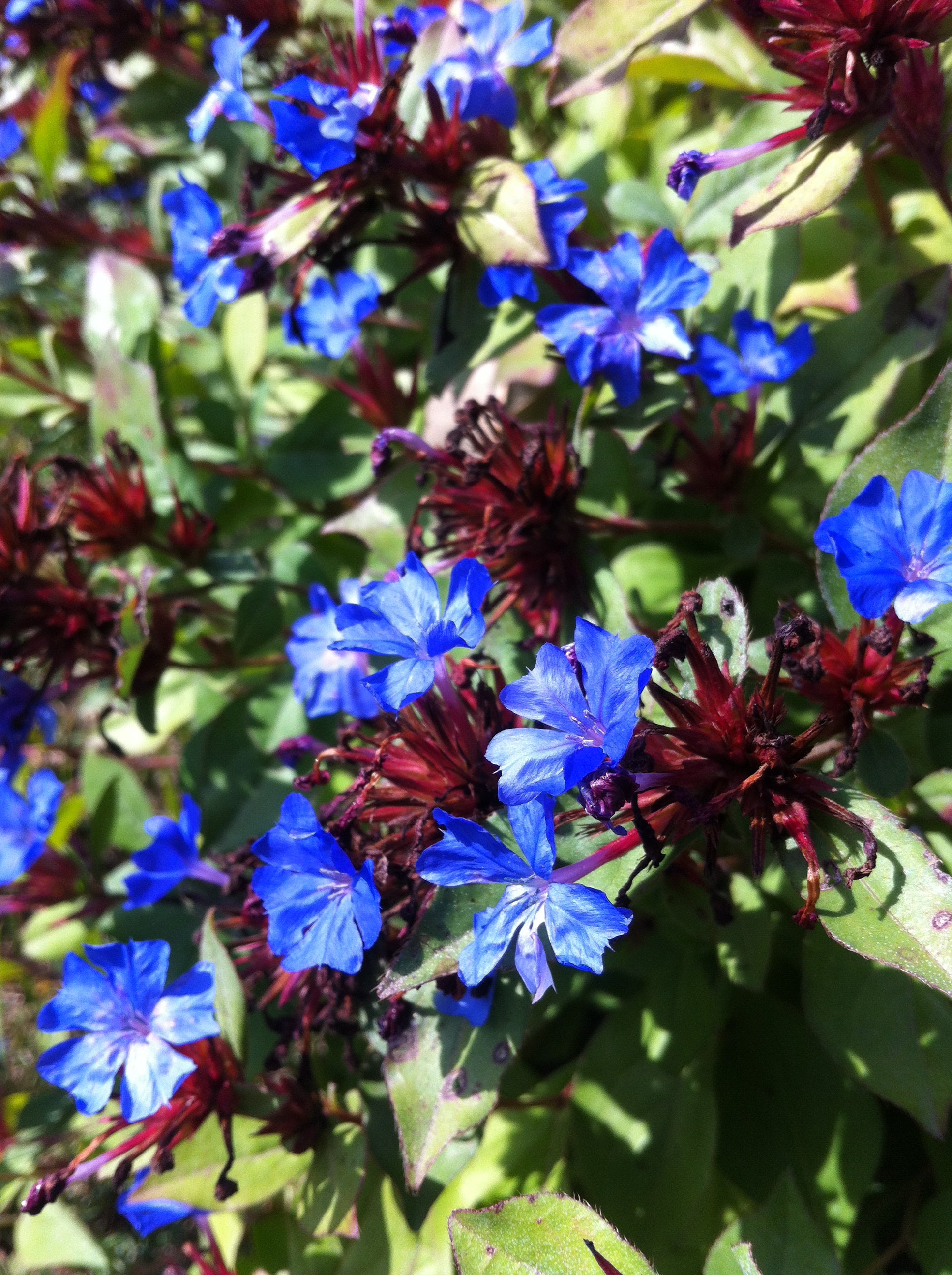 Ceratostigma plumbaginoides Leadwort