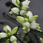 Chelone glabra Black Ace White Turtlehead