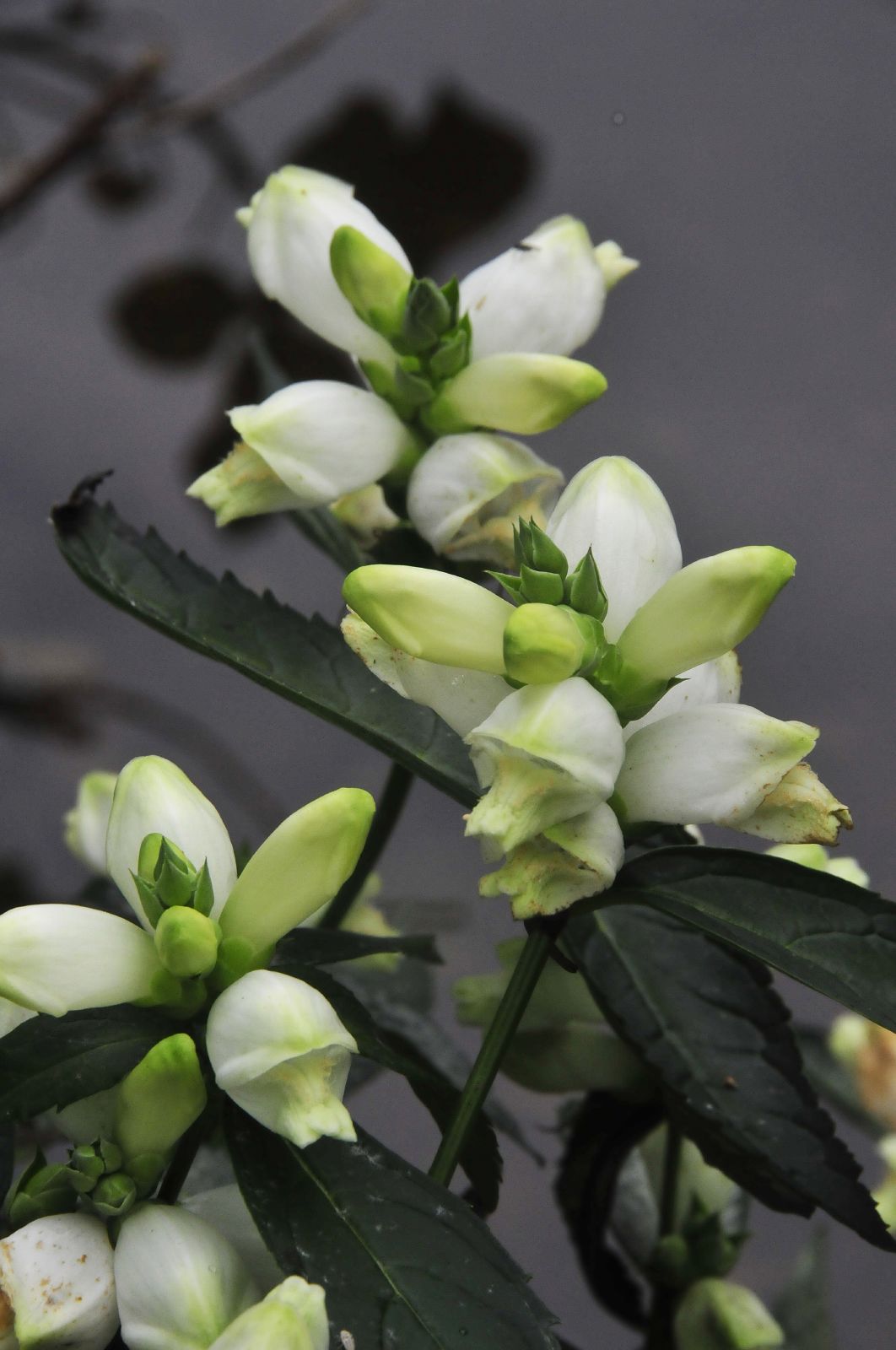 Chelone glabra Black Ace White Turtlehead