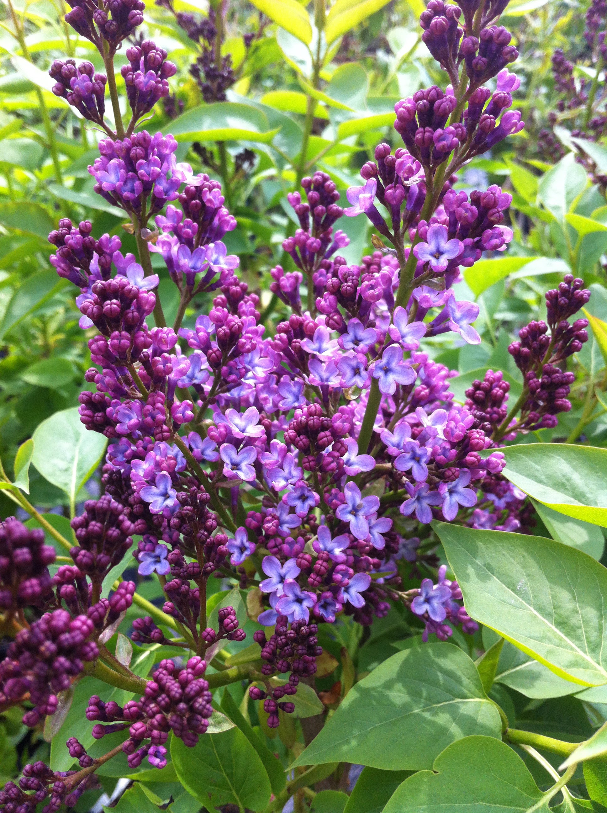 Syringa vulgaris Common Lilac