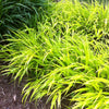 Hakonechloa macra All Gold Golden Japanese Forest Grass