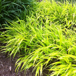 Hakonechloa macra All Gold Golden Japanese Forest Grass