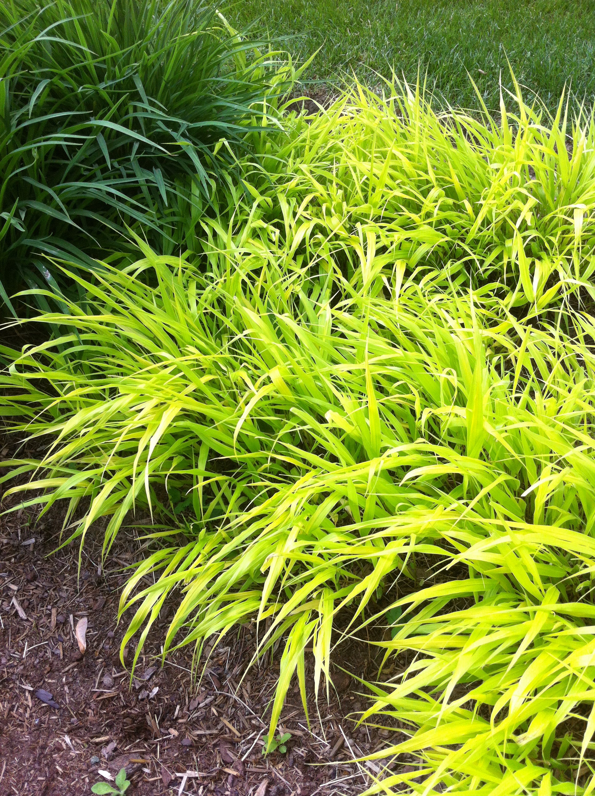 Hakonechloa macra All Gold Golden Japanese Forest Grass