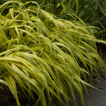 Hakonechloa macra Aureola Variegated Japanese Forest Grass