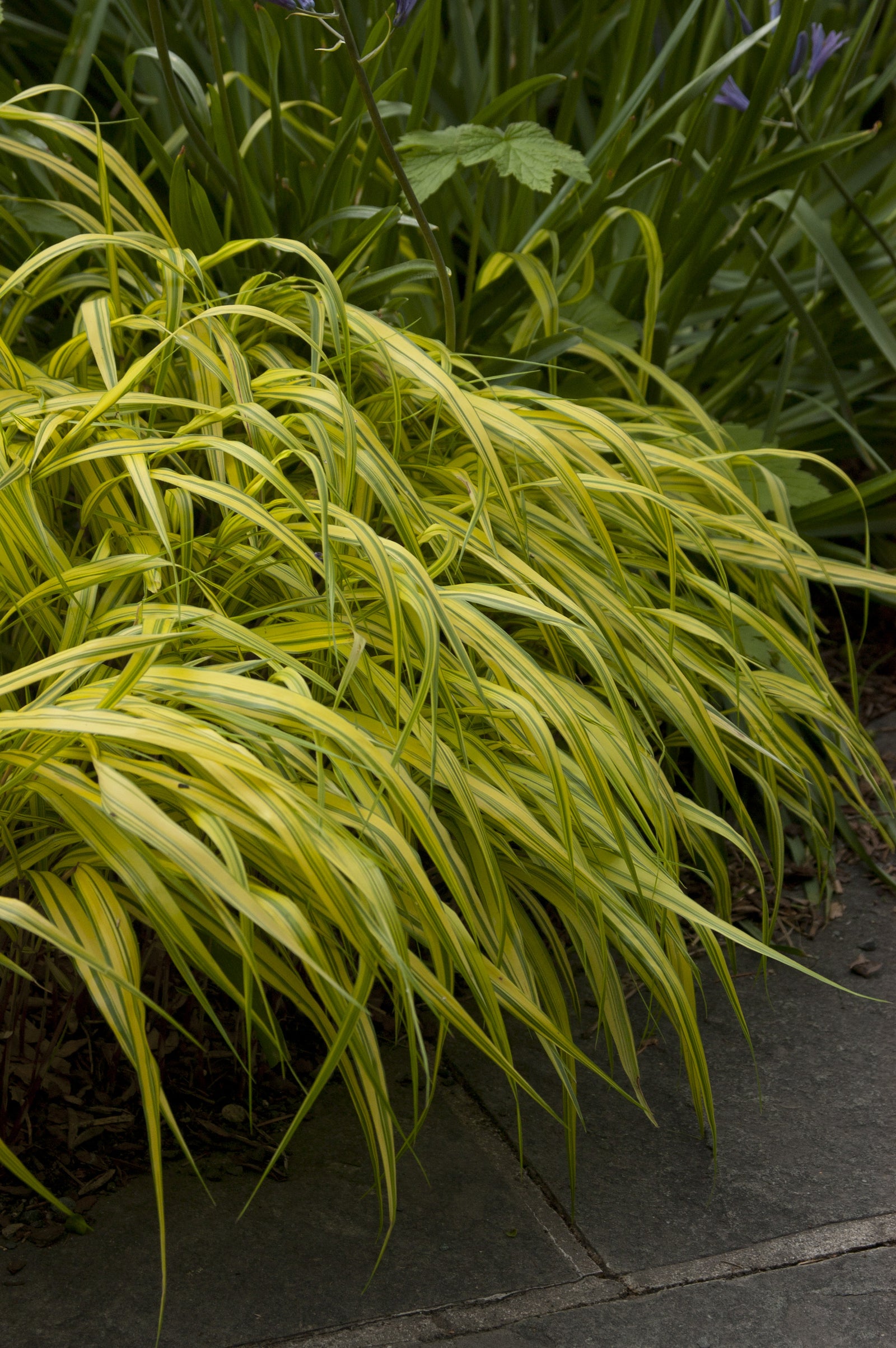 Hakonechloa macra Aureola Variegated Japanese Forest Grass