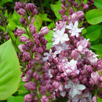 Syringa x vulgaris Agincourt Beauty Agincourt Beauty Lilac