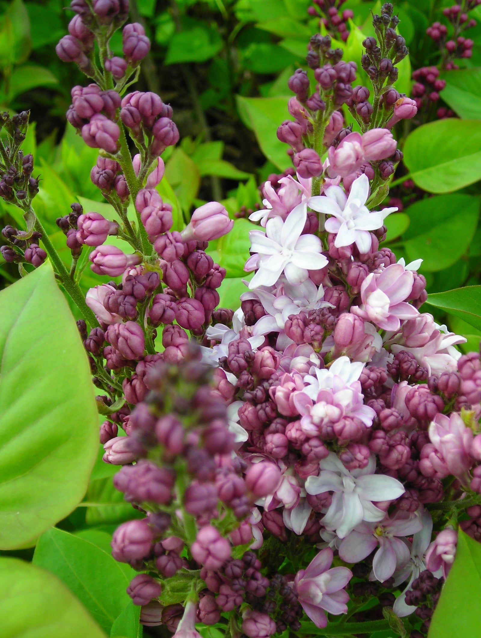 Syringa x vulgaris Agincourt Beauty Agincourt Beauty Lilac