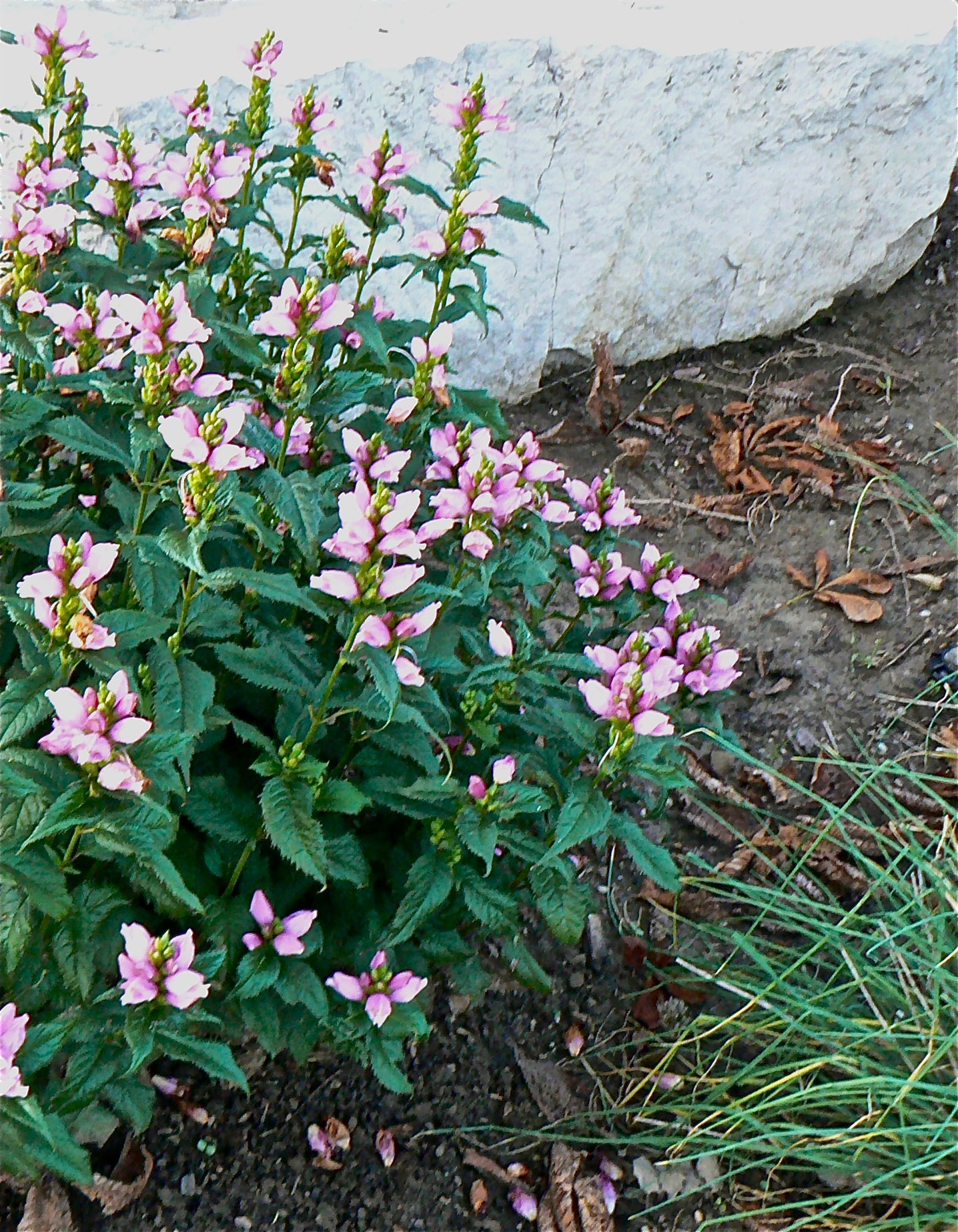 Chelone lyonii Hot Lips Pink Turtlehead