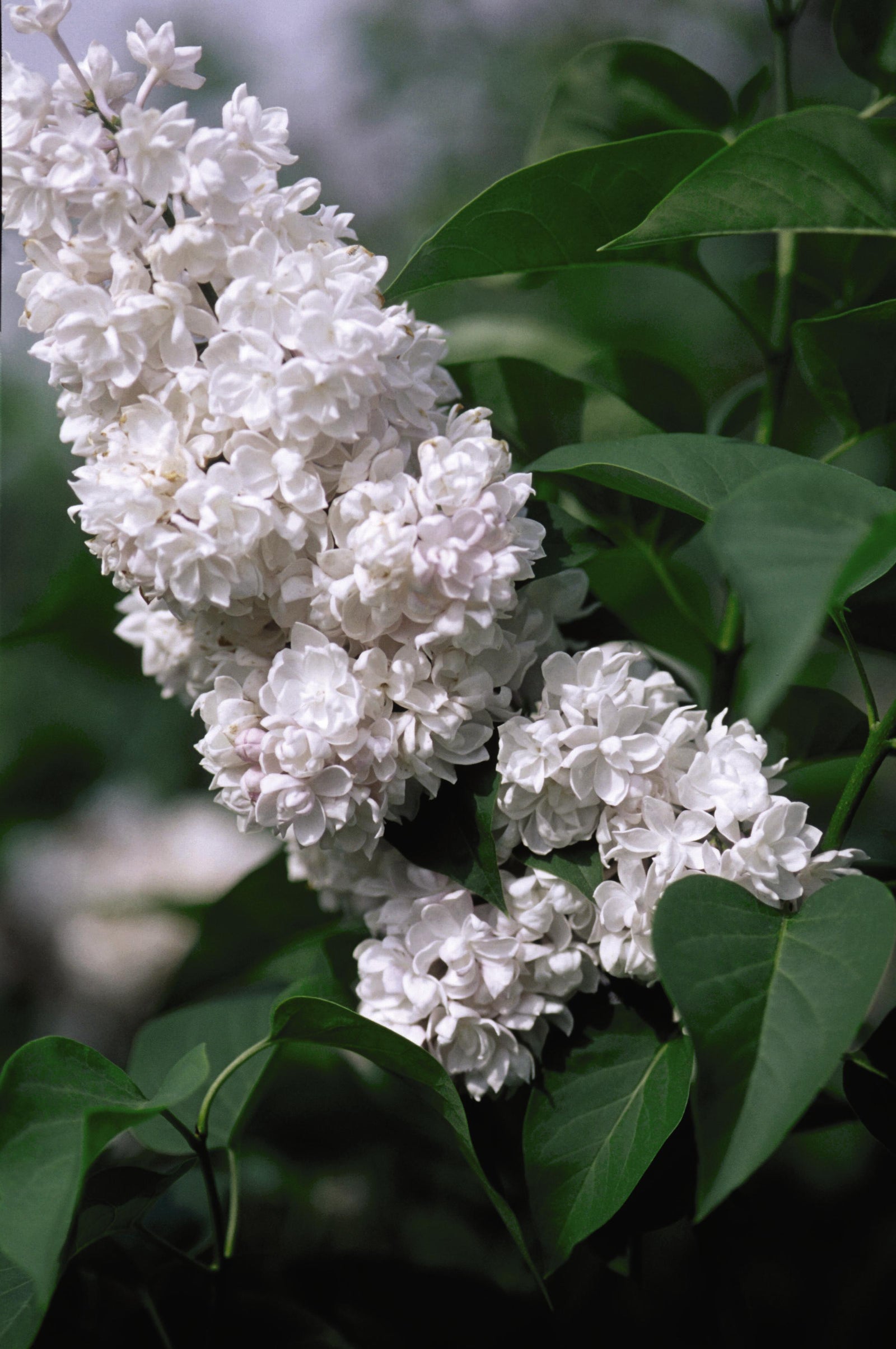 Syringa x vulgaris Beauty of Moscow Beauty of Moscow Lilac