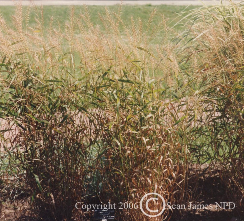 Hystrix patula Bottlebrush Grass