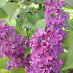 Syringa x vulgaris Ludwig Spaeth Ludwig Spaeth Lilac