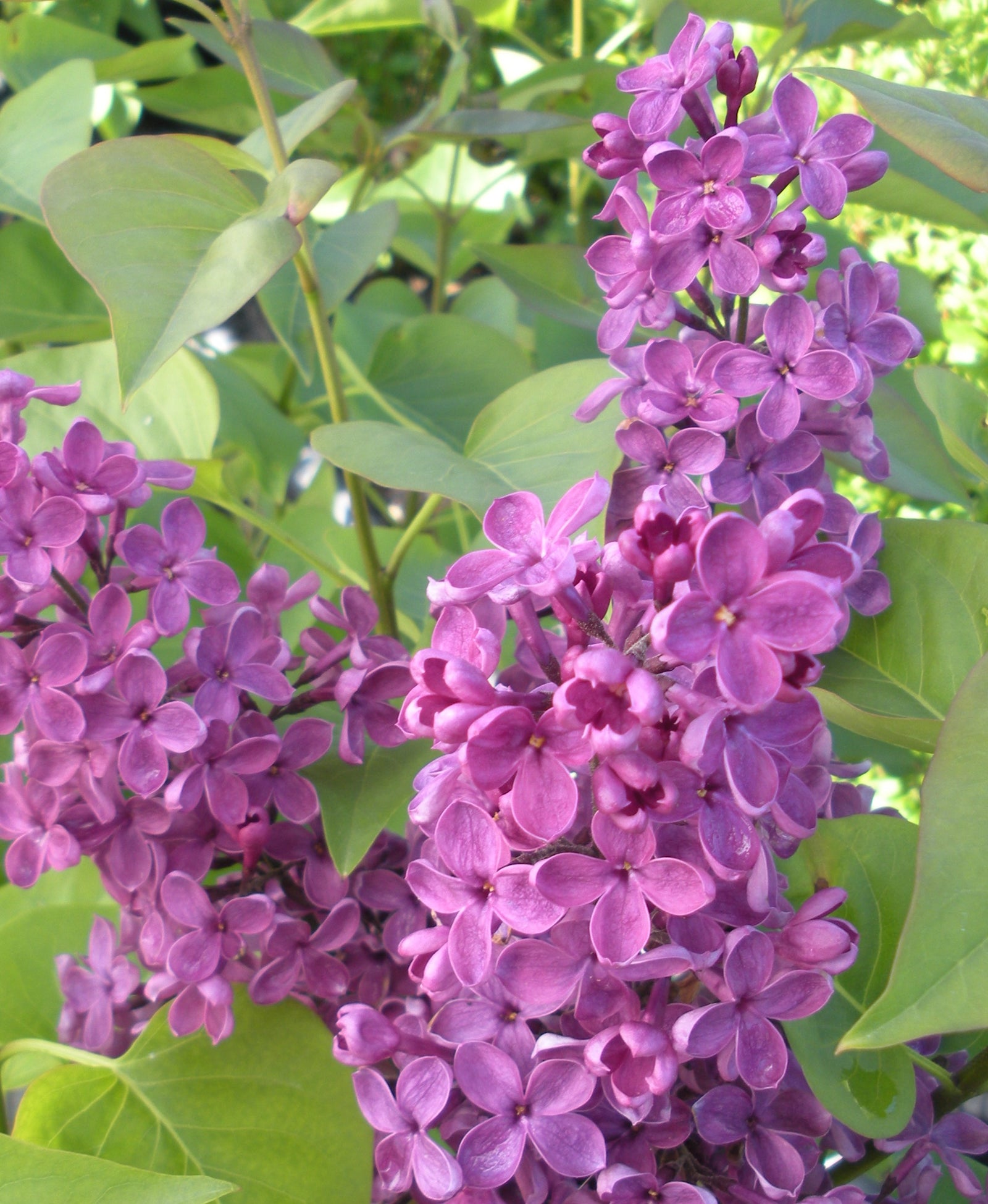 Syringa x vulgaris Ludwig Spaeth Ludwig Spaeth Lilac