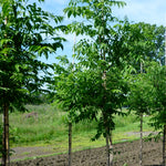 Phellodendron amurense Amur Corktree