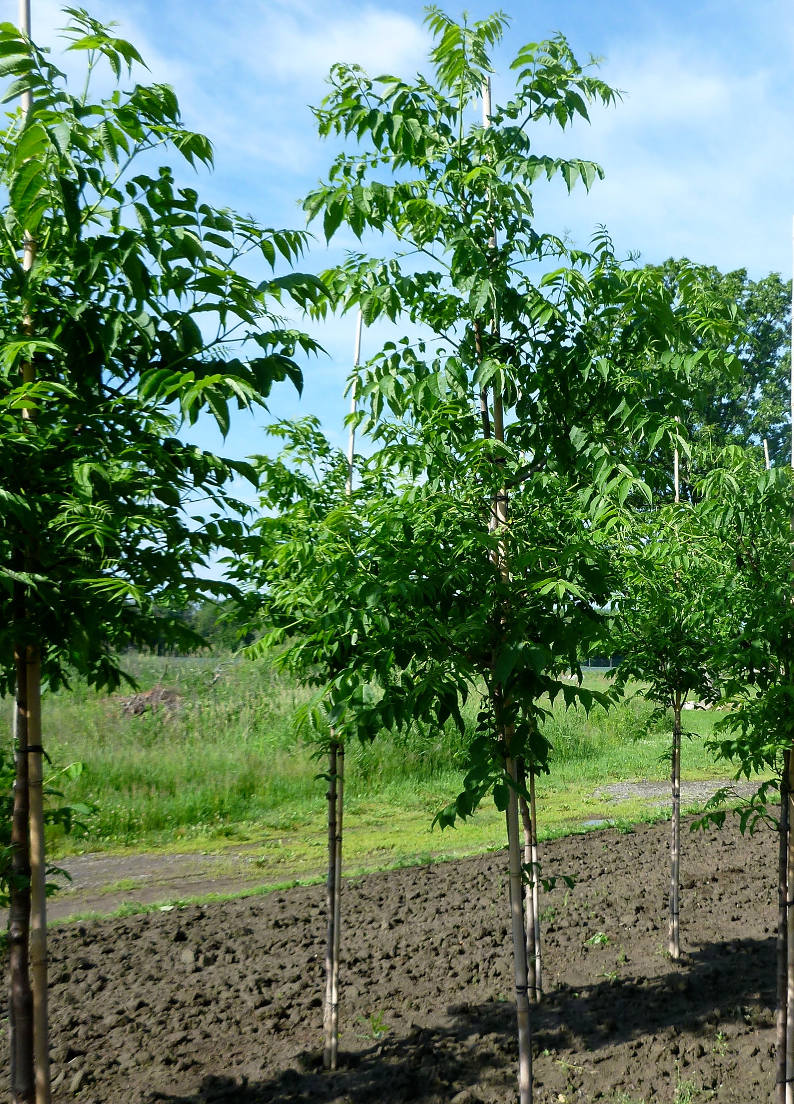 Phellodendron amurense Amur Corktree