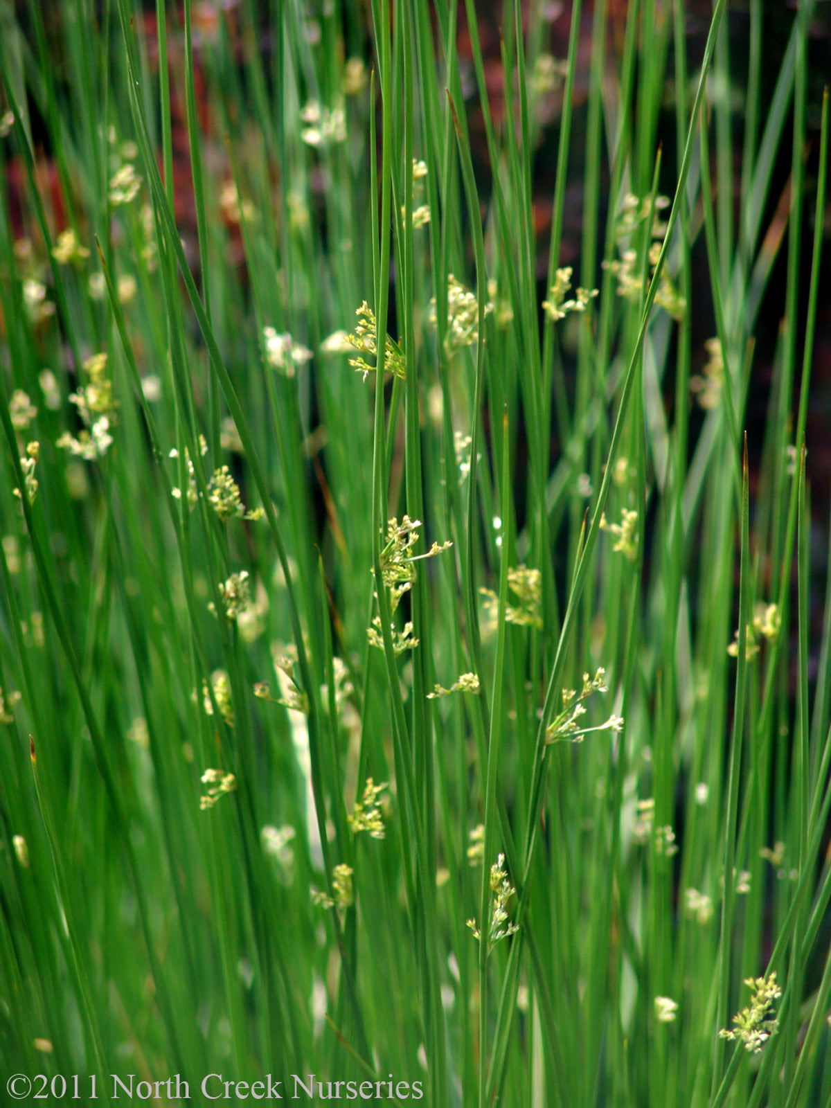 Juncus effusus Soft Rush