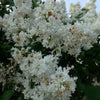 Syringa x vulgaris Madame Lemoine Madame Lemoine Lilac