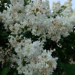 Syringa x vulgaris Madame Lemoine Madame Lemoine Lilac