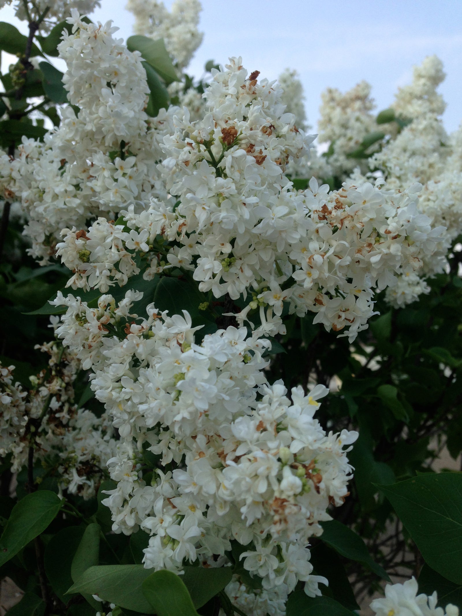 Syringa x vulgaris Madame Lemoine Madame Lemoine Lilac