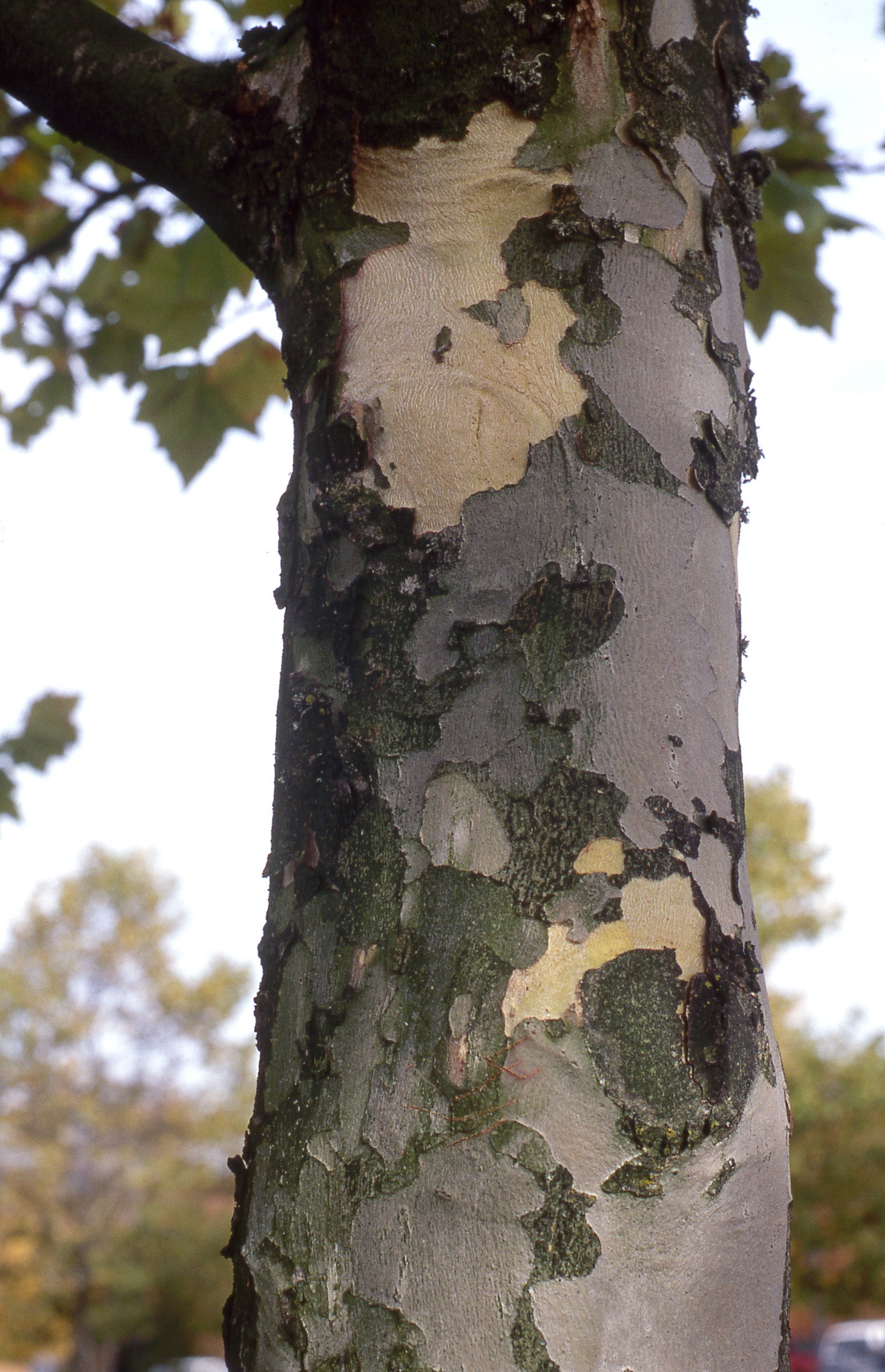 Platanus x acerifolia Bloodgood London Plane Tree