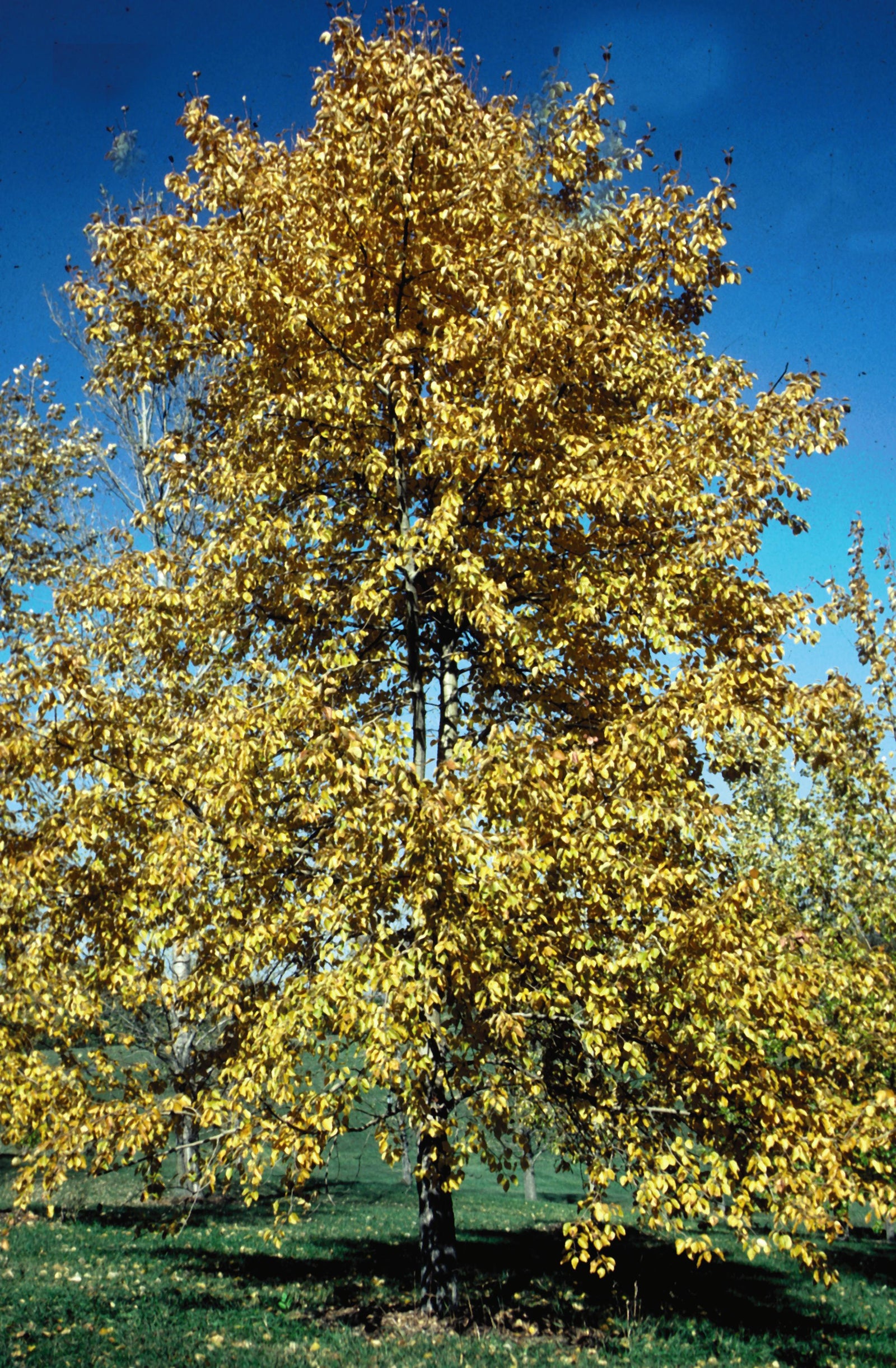 Populus balsamifera Balsam Poplar