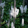 Cimicifuga racemosa Black Snakeroot