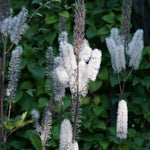 Cimicifuga racemosa Black Snakeroot