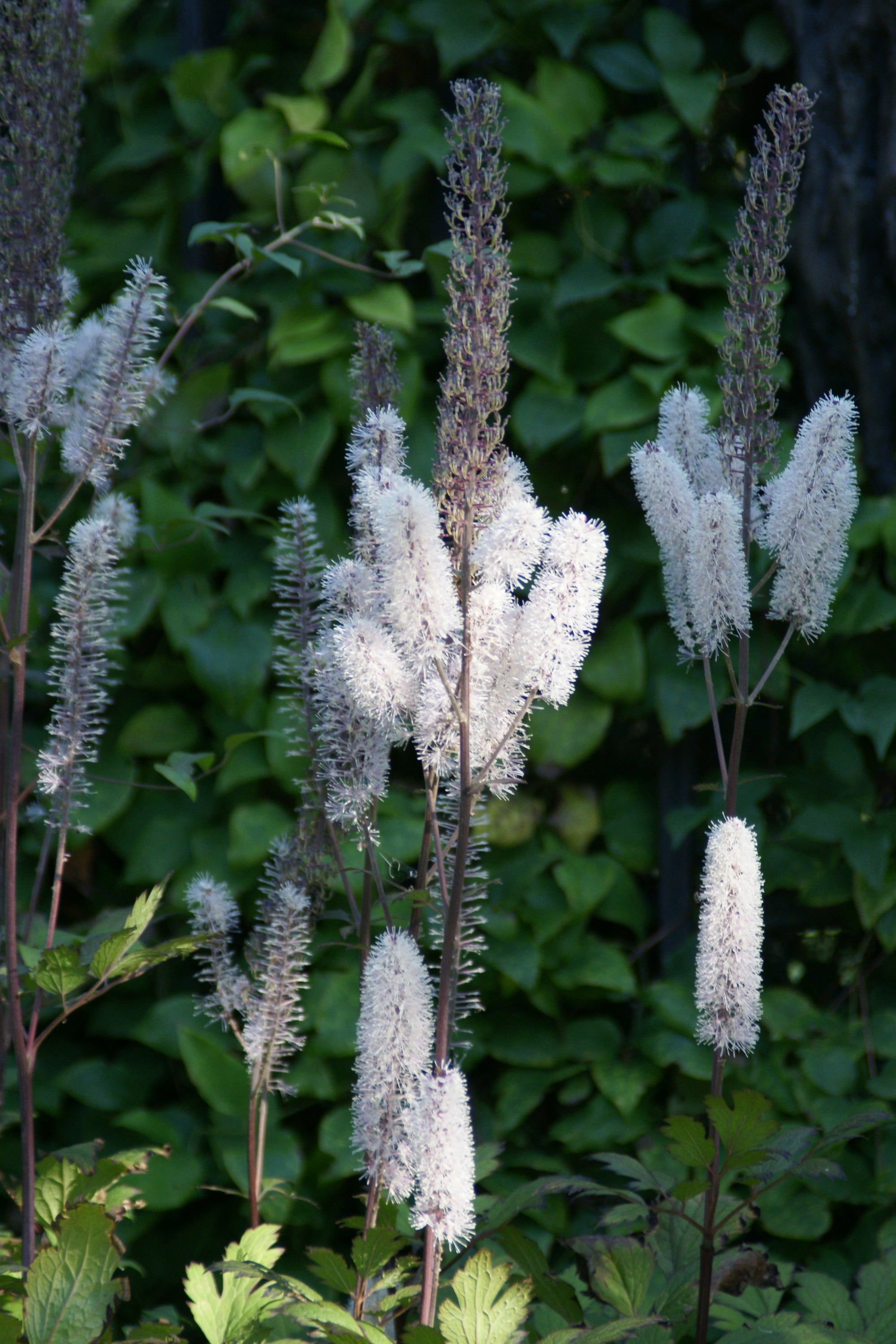 Cimicifuga racemosa Black Snakeroot