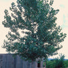 Populus grandidentata Big toothed Aspen