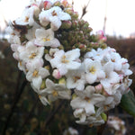 Viburnum x burkwoodii Burkwood Viburnum