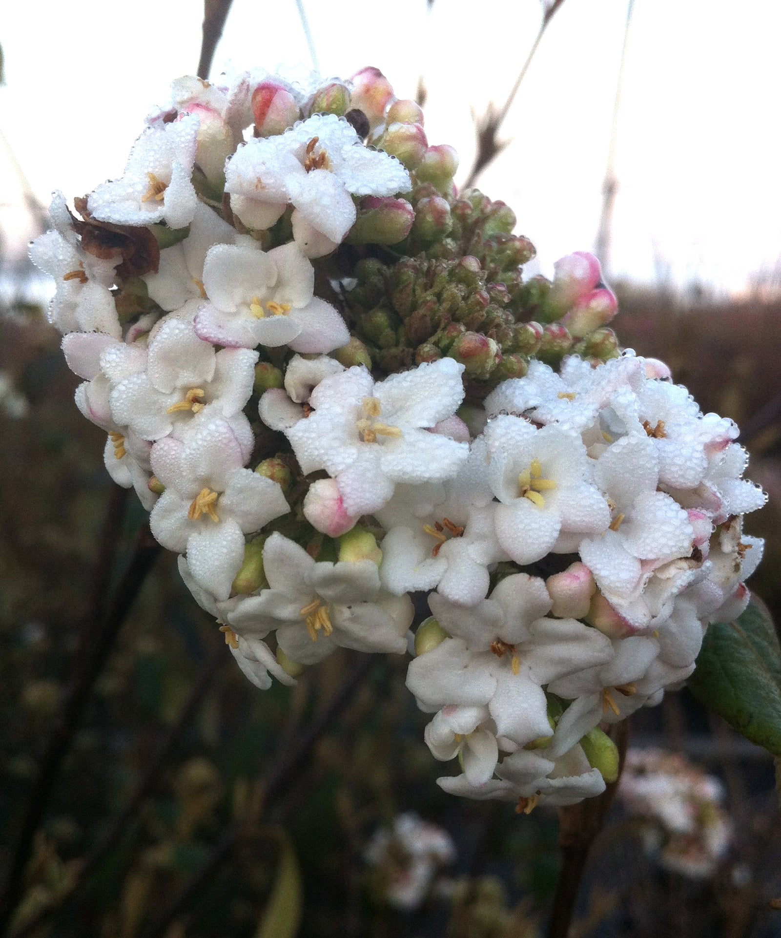 Viburnum x burkwoodii Burkwood Viburnum