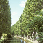 Populus nigra var. betulifolia Italica Lombardy Poplar