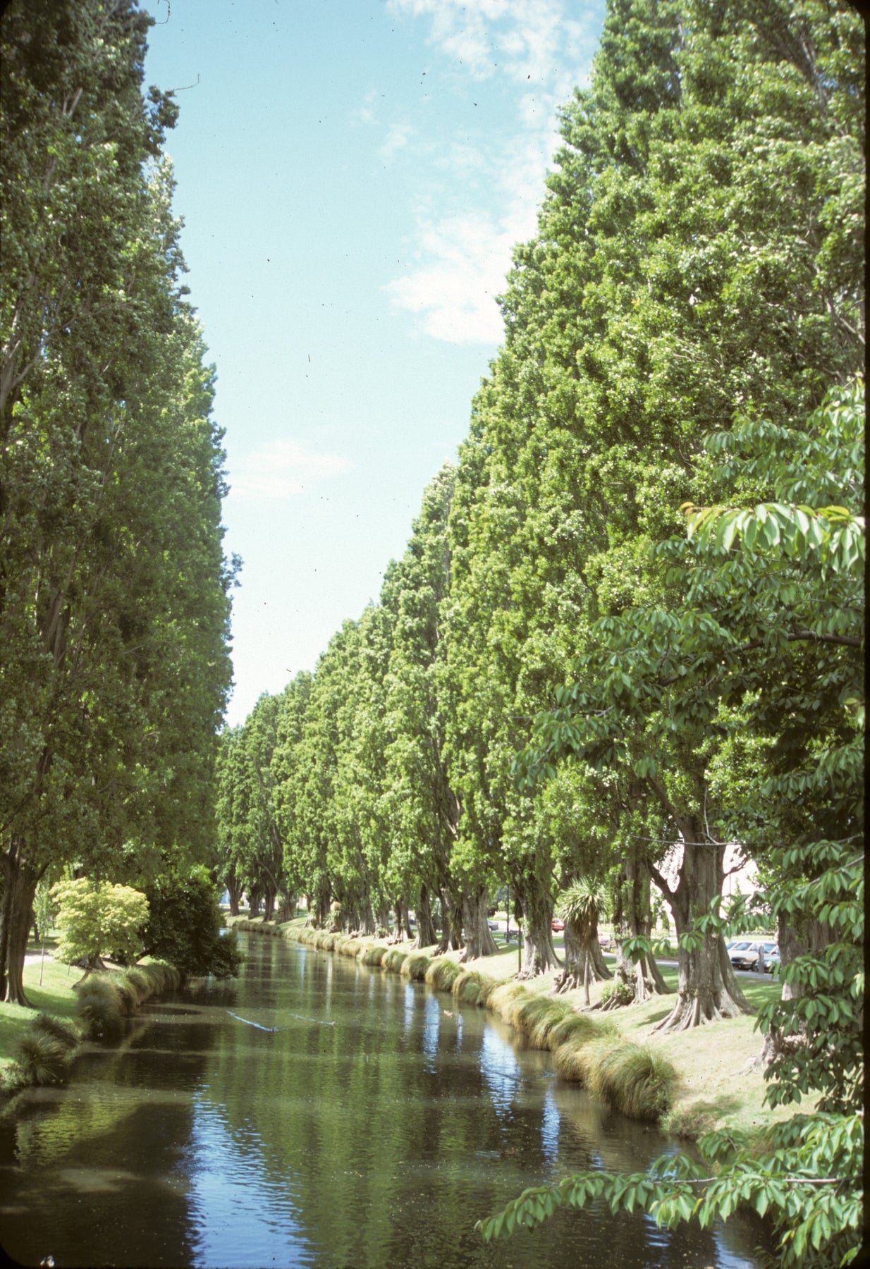 Populus nigra var. betulifolia Italica Lombardy Poplar