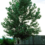 Populus tremuloides Trembling Aspen