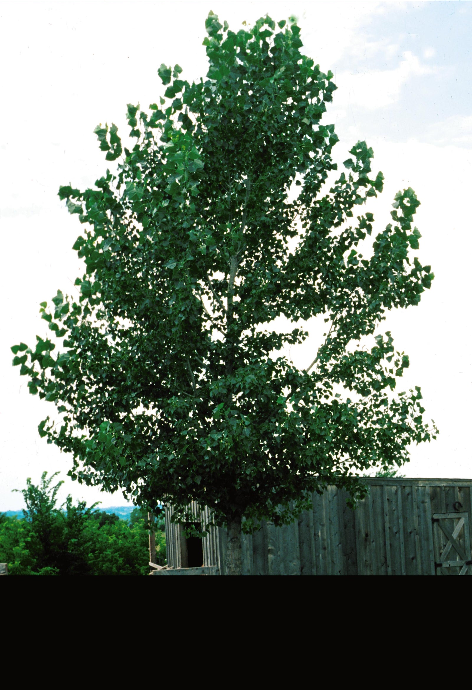 Populus tremuloides Trembling Aspen