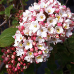 Viburnum x carlcephalum Fragrant Snowball