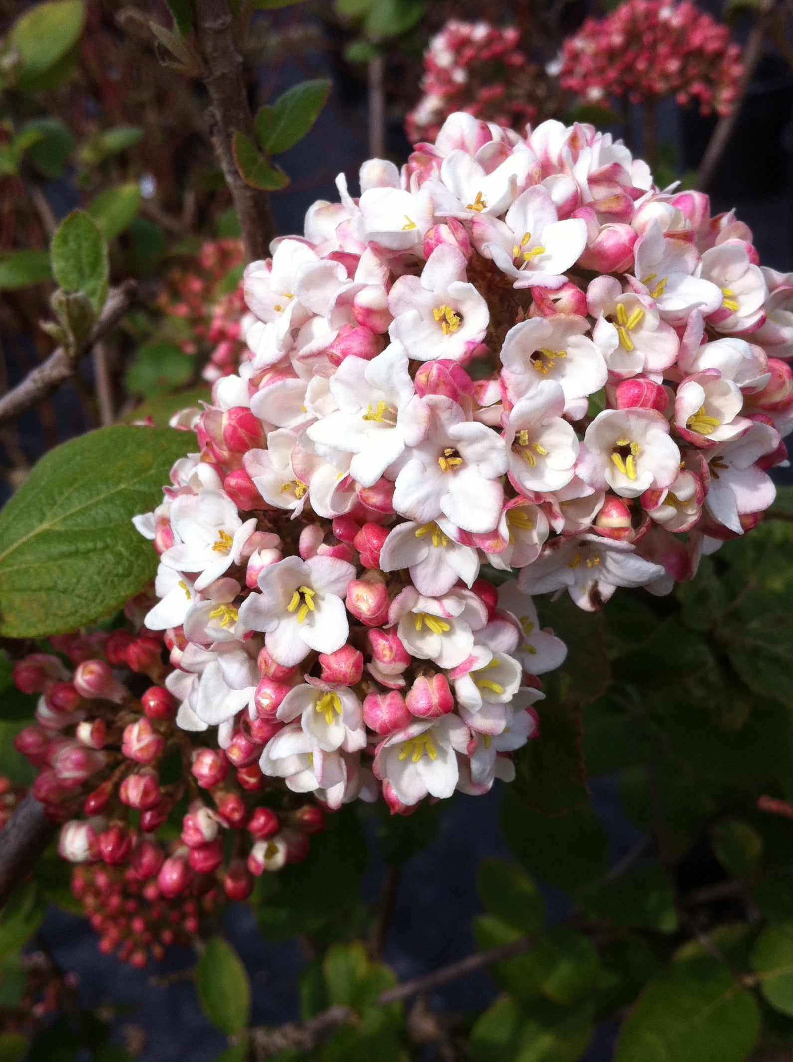 Viburnum x carlcephalum Fragrant Snowball