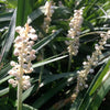 Liriope muscari Monroe's White Monroe's White Lily Turf